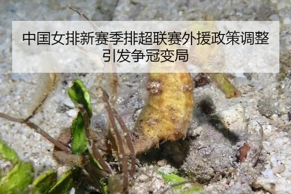 zhong-guo-nv-pai-xin-sai-ji-pai-chao-lian-sai-wai-yuan-zheng-ce-tiao-zheng-yin-fa-zheng-guan-bian-ju-3-852.jpg
